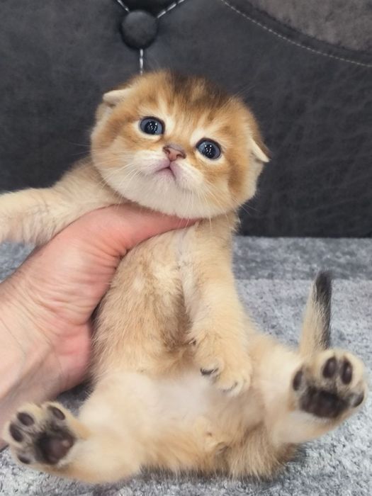 Скоттиш фолд шиншилла