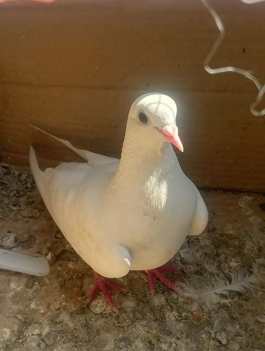 Чисто  белые голуби.