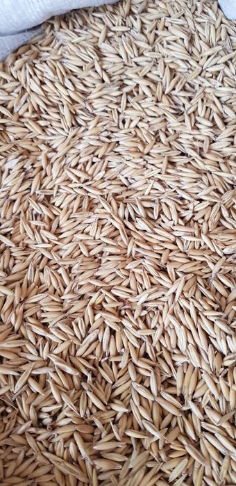 Vând ovăz ambalat în sacii