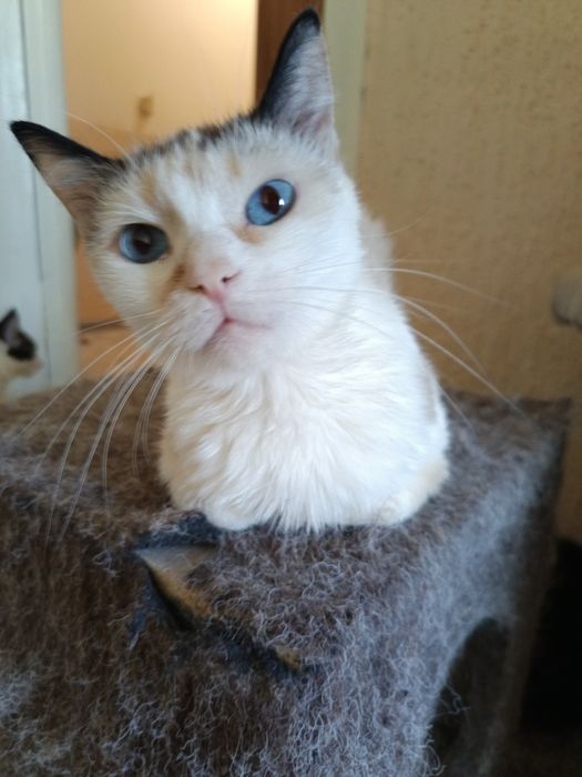 кошка в дом с необычными глазами