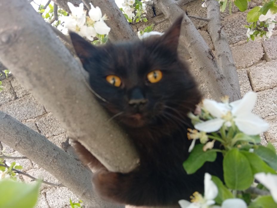 Отдам Кошки  три сестрички