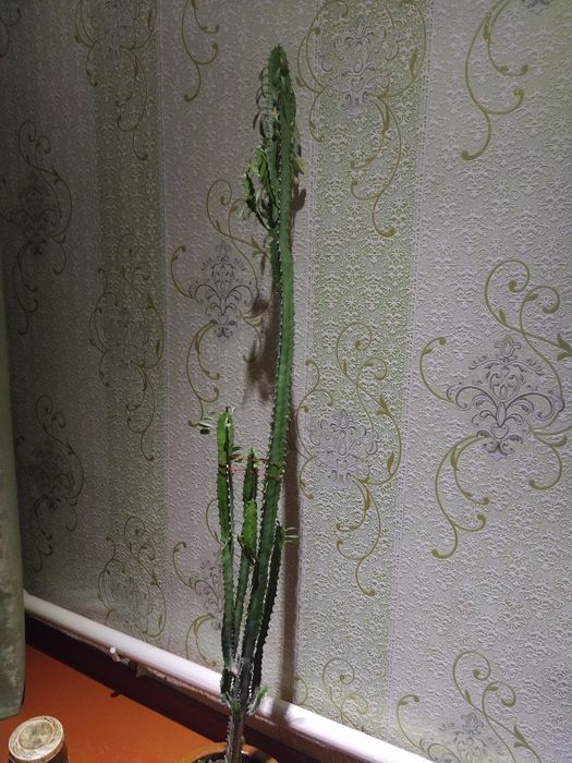 Продам цветок по 2000