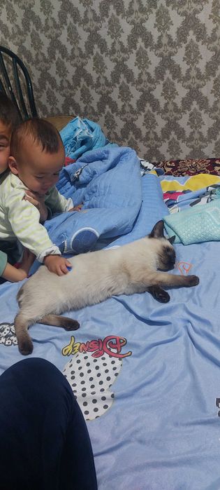 Сиамской породы кот мальчик