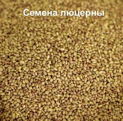 Семена люцерны, высокое качество .