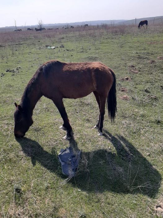 Қысыр биелер сатылады 2Данчак