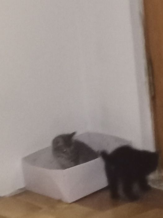 Отдам котят в добрые руки