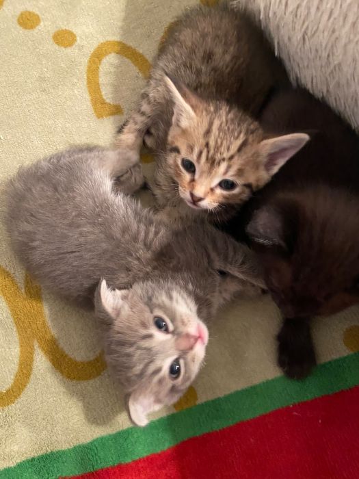 Продаются породистые котята