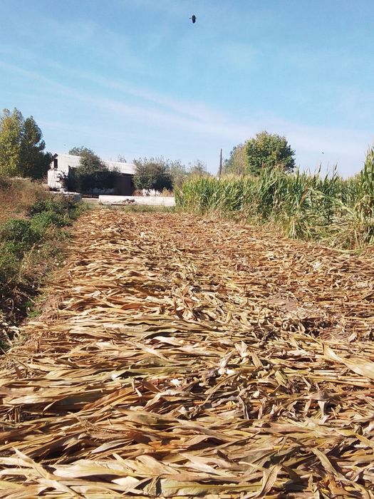 Chinozdan uchaska SHOSHILINCH