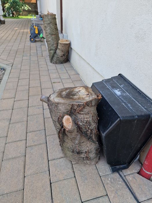 Rădăcină de cireș+ 5 butuci mari