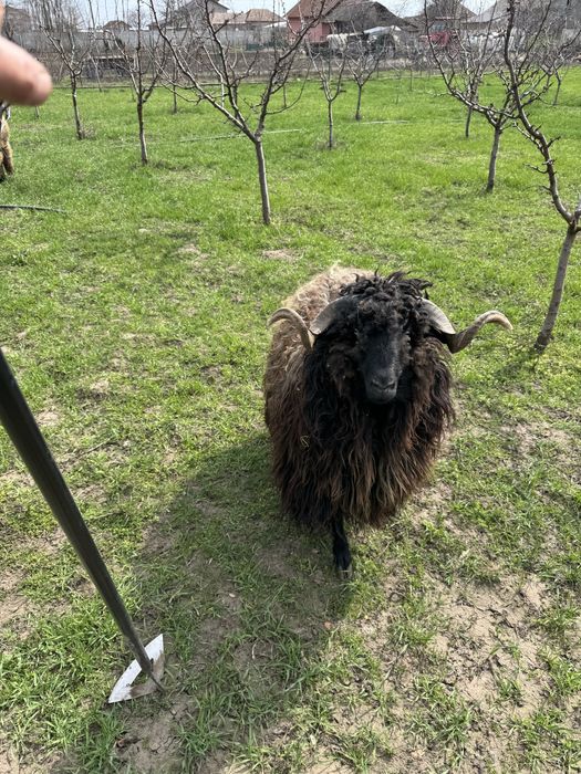 Noatin de anul trecut peste 80 kg