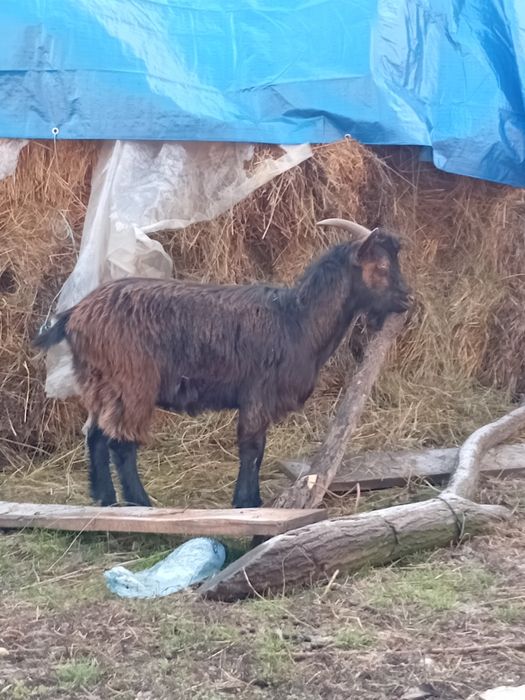 Țap de vanzare !!!
