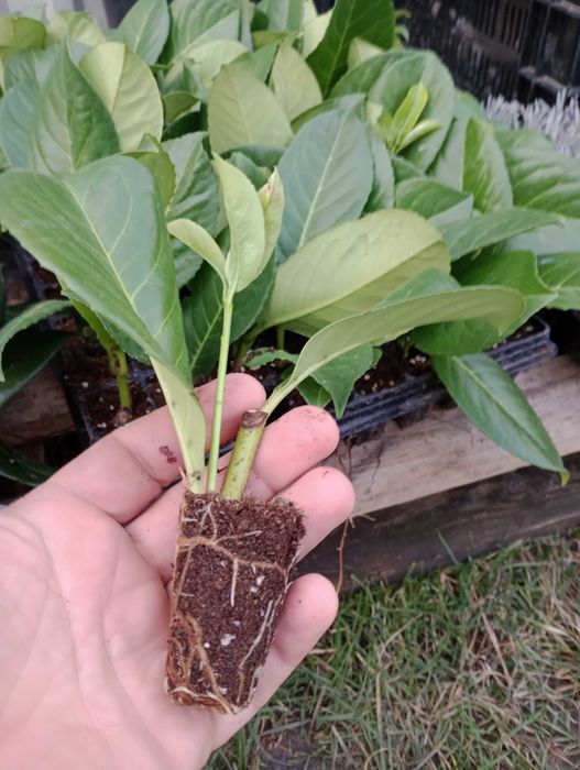 Laur englezesc Prunus Laurocerasus  Novita, Caucasica  10-25cm