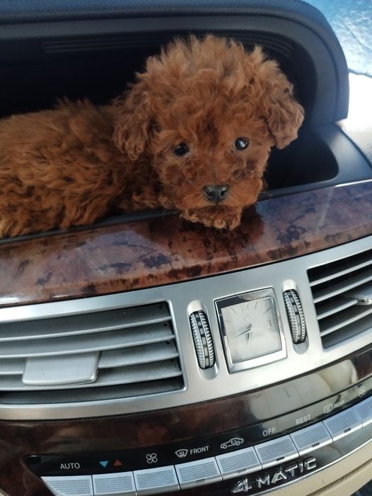 Tea Cup Пуделче лицензиран развъдник  Ред Дог