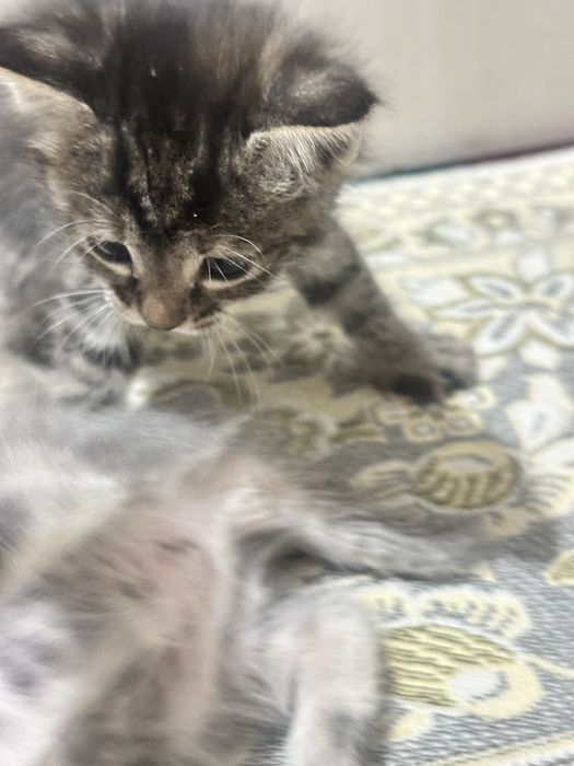 Продам котят. На хорошие руки
