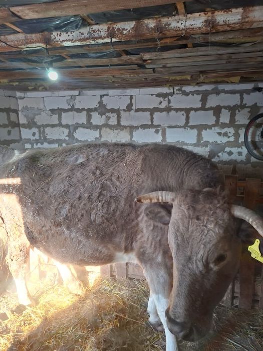 Буаз сиыр .Бұзаулайтын сиыр.