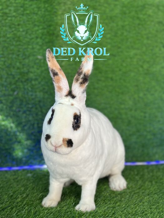 Quyon REX trikalor samka