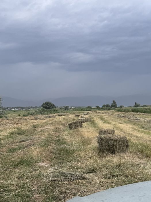 Сено в тюках разнотравие  луговое