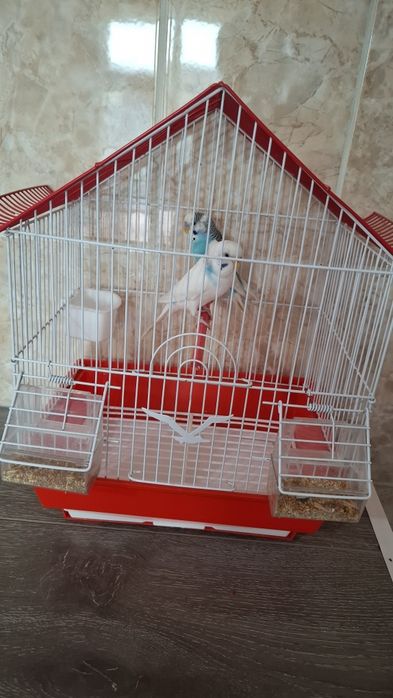 Продам двух попугайчиков с клеткой