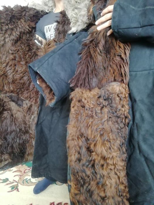 Тұлып сатылады.Бағасы 30 мың