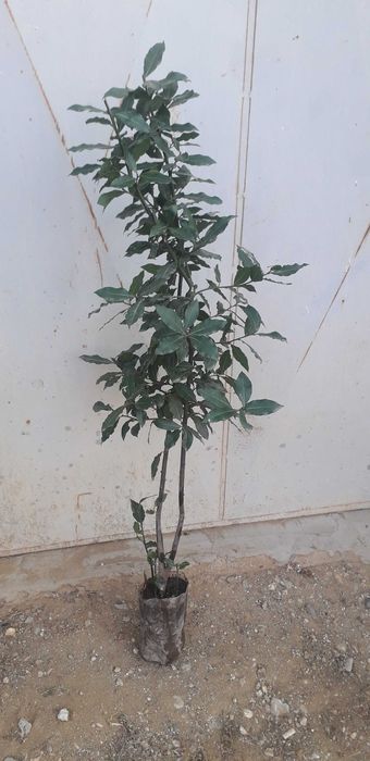 Промоция на дафинов лист - лаврово дърво