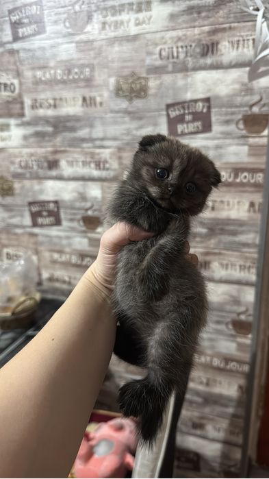 Отдам котенка в добрые руки