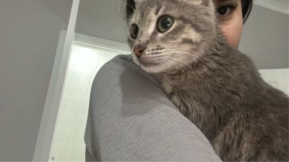 котенок в добрые руки