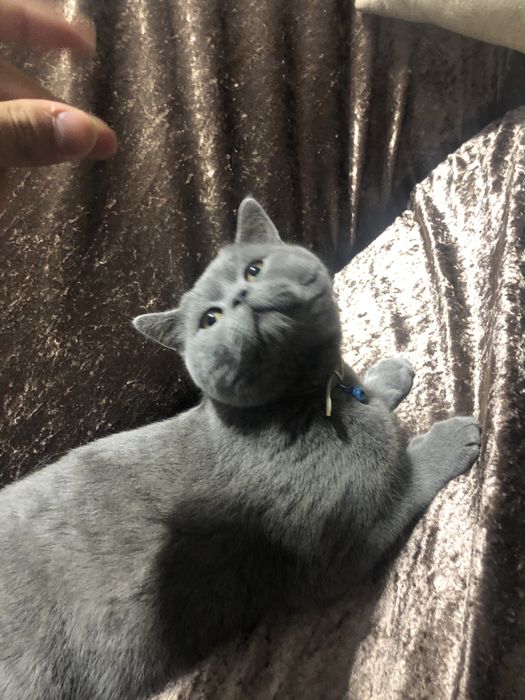 Британская короткошерстка