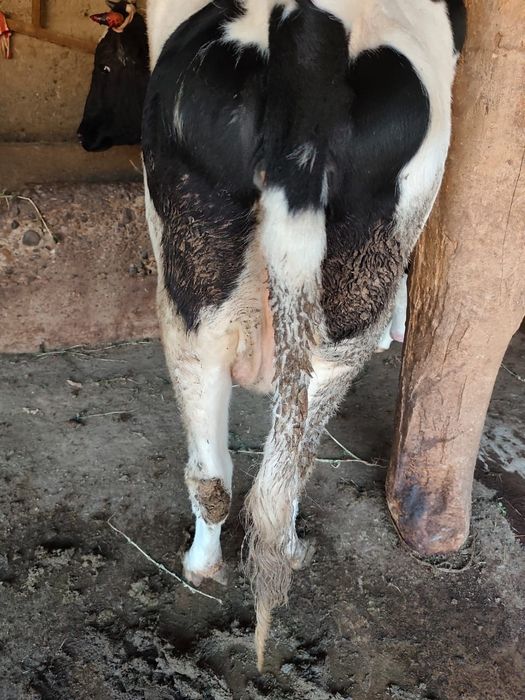 Сиыр брынши тума,