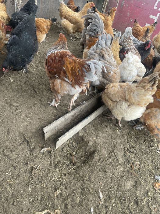 петухи продам хорошие