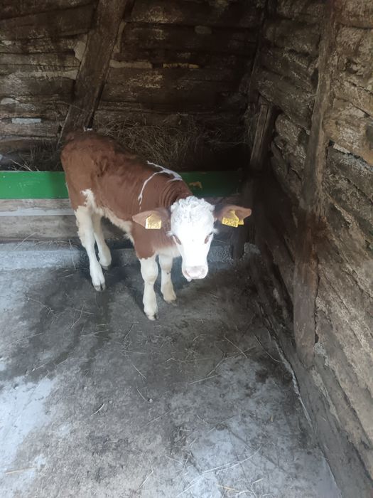Vând vaca și vițea