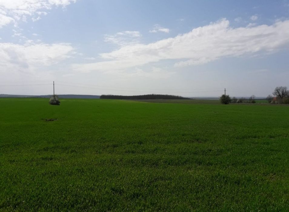 Firmă cu teren în Timișoara de vânzare
