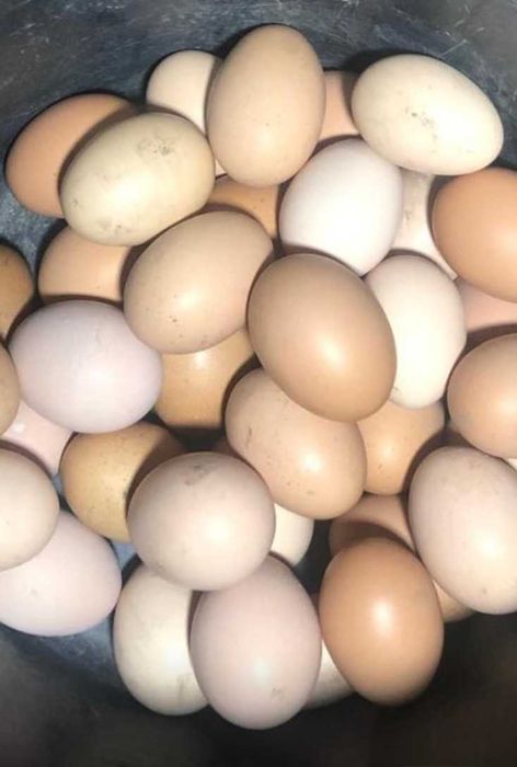 Oua de gaină și de rață de casă