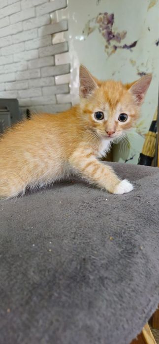 Отдам котят 1,5 мес.