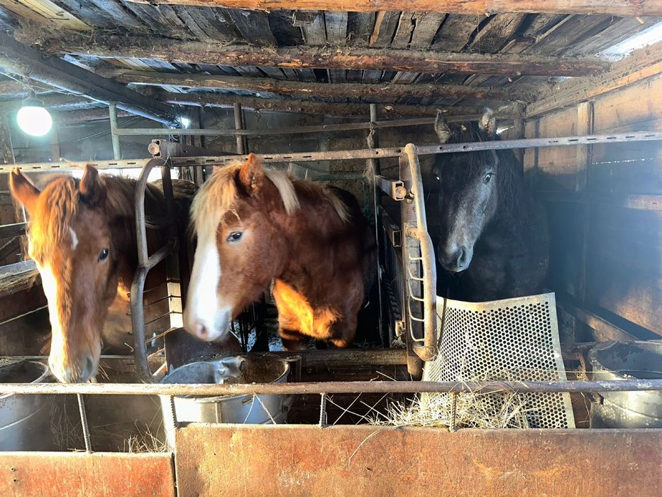 Согым жырный