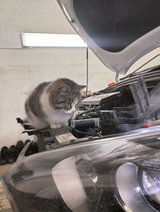 Кошка сто-шка ищет дом