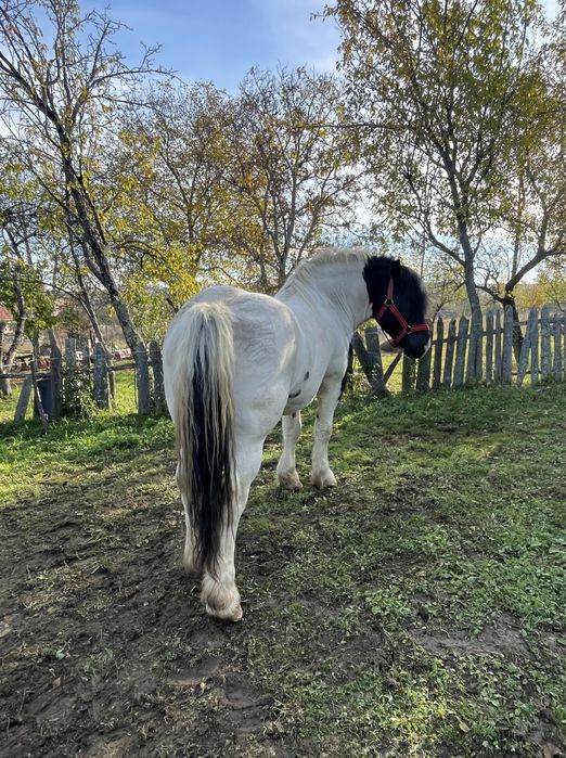 Armasar de monta,posibil si de vanzare