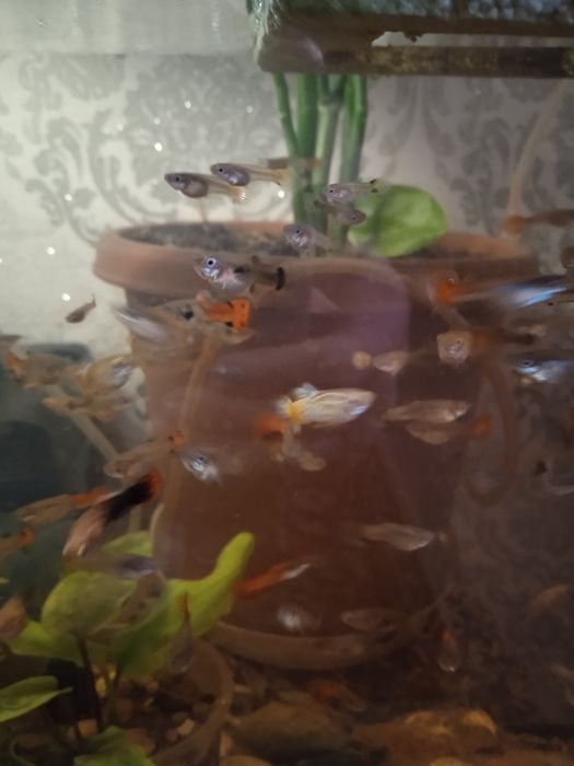 Аквариумные рыбки гупии