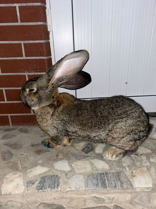 Продам крола Фландер