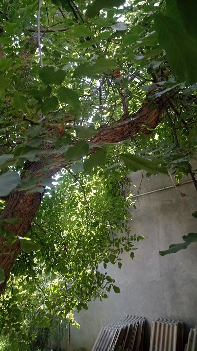 Предложение для мебельщиков.Продаю большое  дерево грецкого ореха.