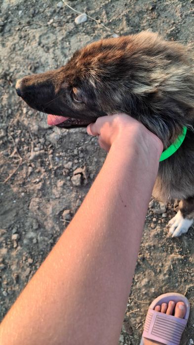 Безплатно женско куче