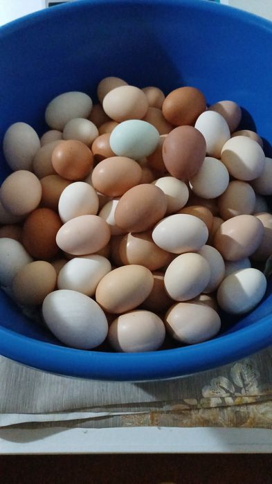 Продам! Домашнее яйцо