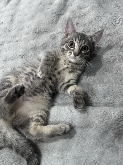 Отдам котят в добрые руки