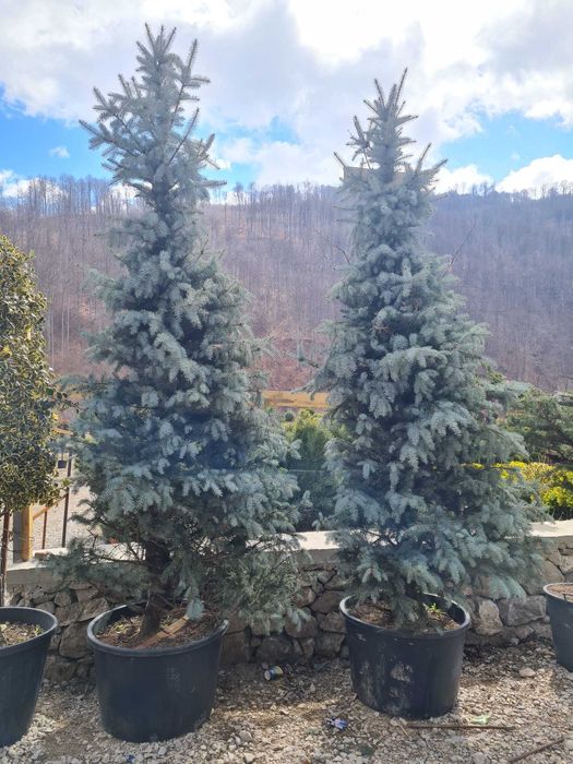 Amenajări Grădini cu Plante Verzi – Servicii de Montaj Inclus