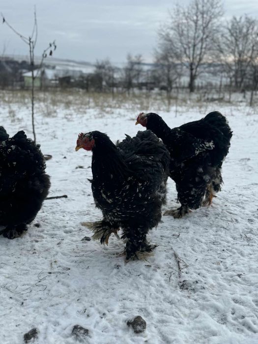 Cocosi cochinchina urias bobat