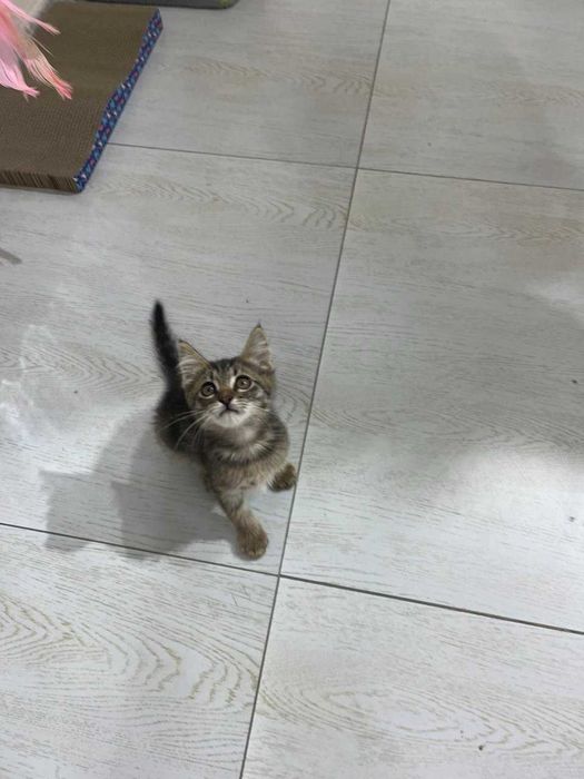 Котёнок Мурчик ищет семью!