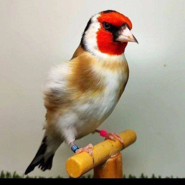 kokil norchi sotiladi