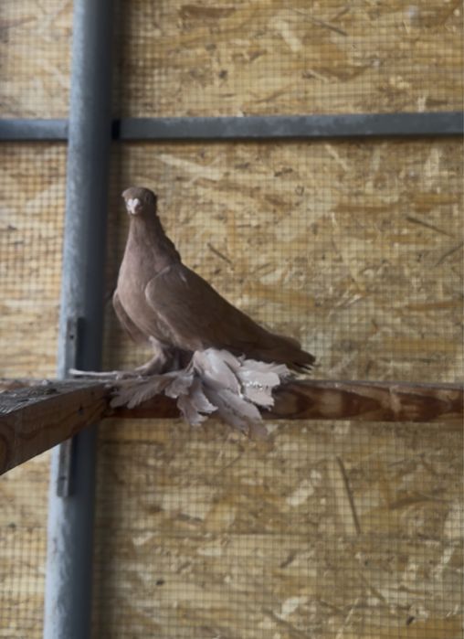 Продается голуби