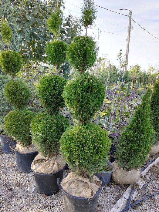 Tuia smaragd direct dela producător