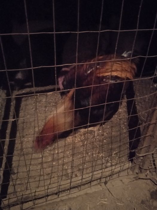 Хуроз сотилади зур