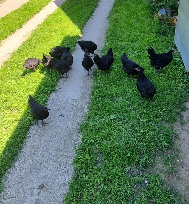Pui de Australorp